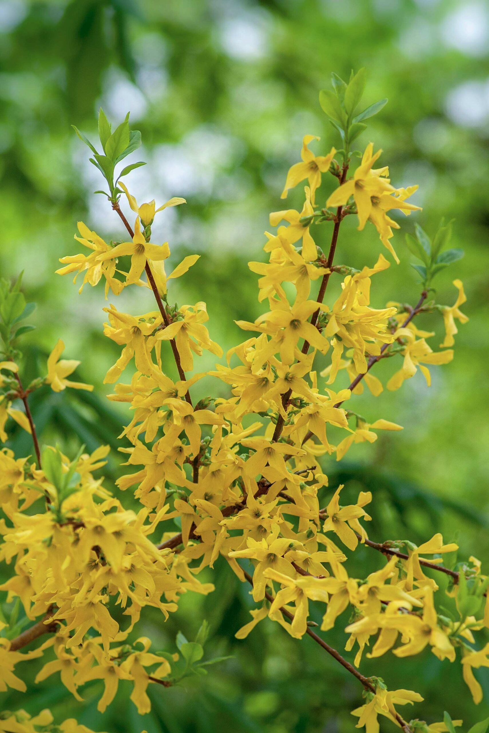Forsythia branches in full yellow bloom against fresh spring green — the Easter tradition of seasonal renewal